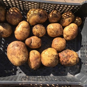 Medium early potato variety Sorcerer from domestic breeders
