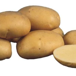 Medium early potato variety Sorcerer from domestic breeders