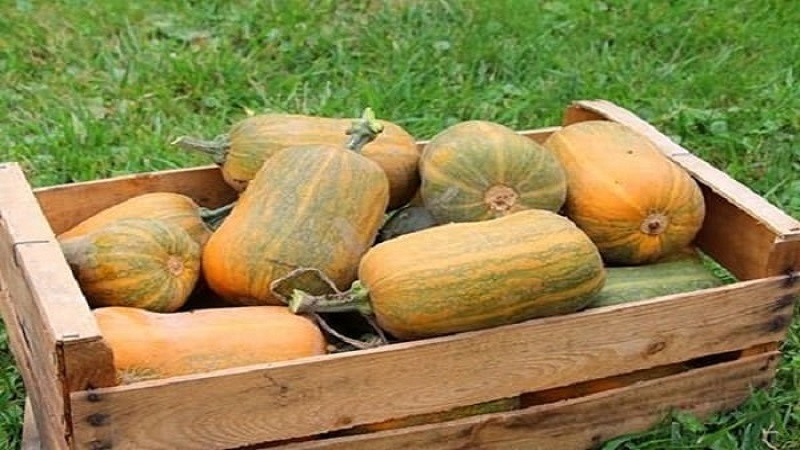Harvesting on time: when to harvest pumpkin and how to determine its ripeness in the garden
