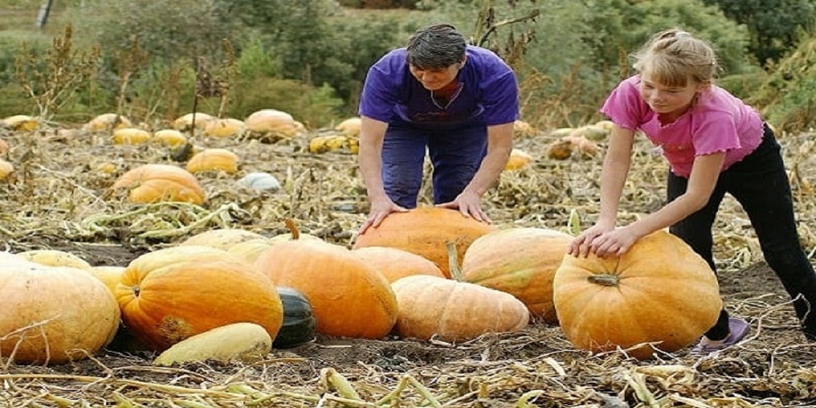 Harvesting on time: when to harvest pumpkin and how to determine its ripeness in the garden