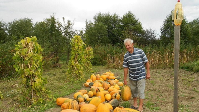 Harvesting on time: when to harvest pumpkin and how to determine its ripeness in the garden