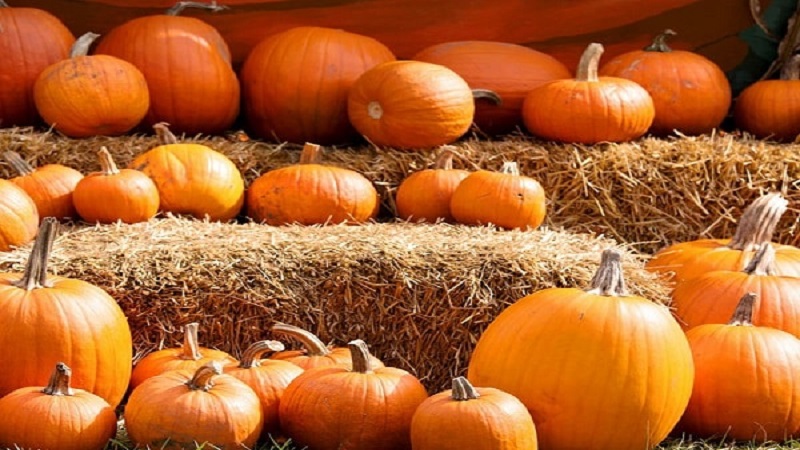 Harvesting on time: when to harvest pumpkin and how to determine its ripeness in the garden