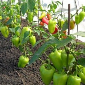 When and how to plant pepper in a greenhouse correctly: step by step instructions for novice gardeners