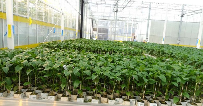 When and how to plant pepper in a greenhouse correctly: step by step instructions for novice gardeners