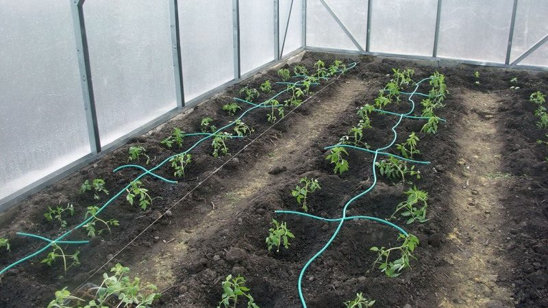 When and how to plant pepper in a greenhouse correctly: step by step instructions for novice gardeners