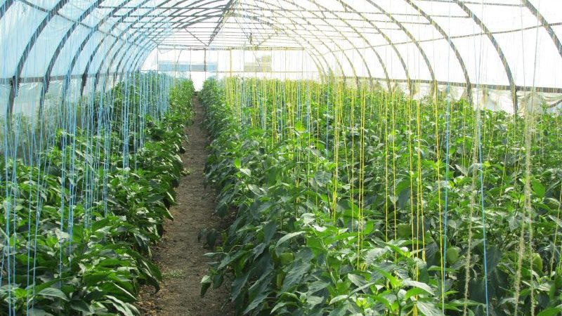 When and how to plant pepper in a greenhouse correctly: step by step instructions for novice gardeners