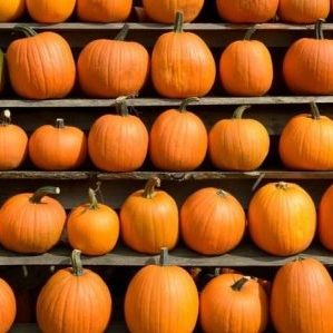 How to store cut pumpkin at home: the best ways and shelf life for a fresh vegetable