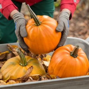 How to store cut pumpkin at home: the best ways and shelf life for a fresh vegetable