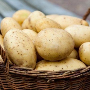 Unpretentious in care and high-yielding potato variety Agata