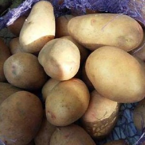Unpretentious in care and high-yielding potato variety Agata