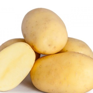 Unpretentious in care and high-yielding potato variety Agata