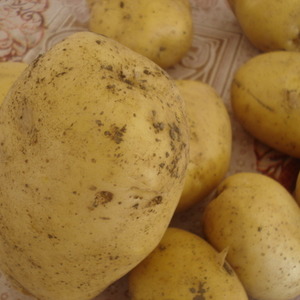 Unpretentious in care and high-yielding potato variety Agata