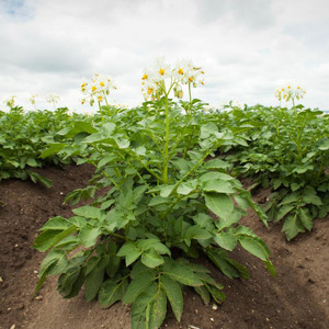 Unpretentious in care and high-yielding potato variety Agata