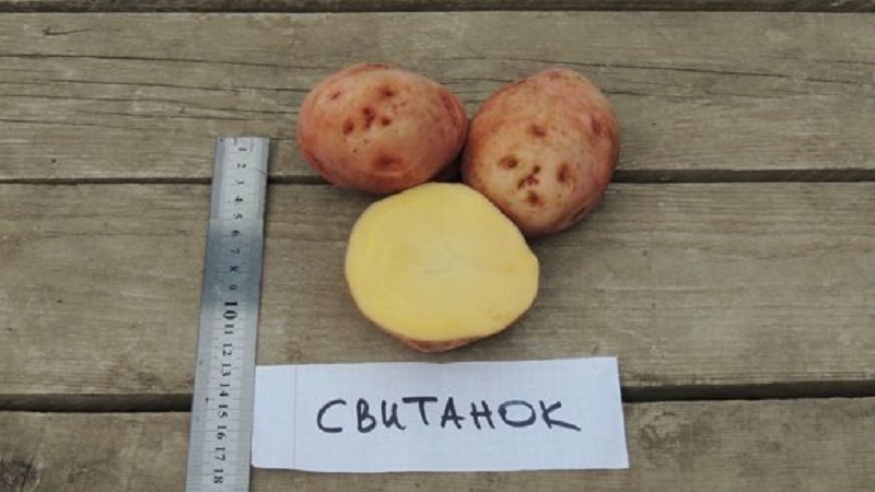 A popular variety of potatoes with excellent taste and good keeping quality Kievsky Svitanok