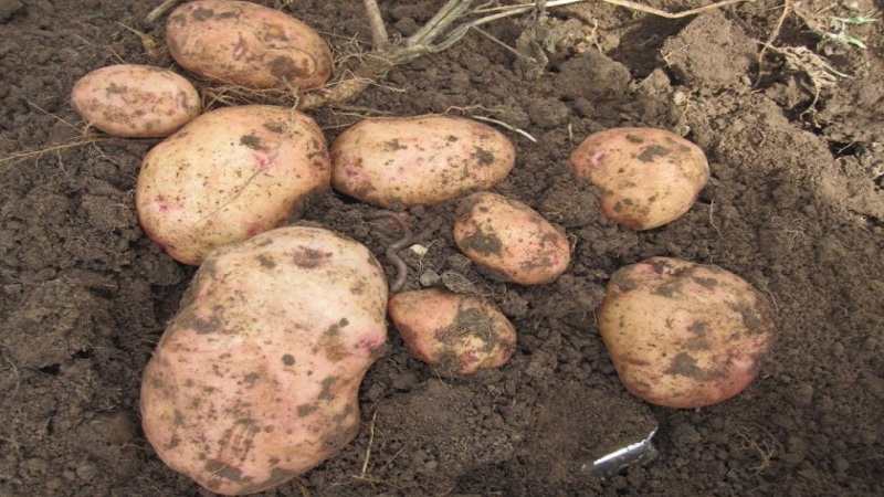 Popular potato variety with excellent taste and good keeping quality Kievsky Svitanok