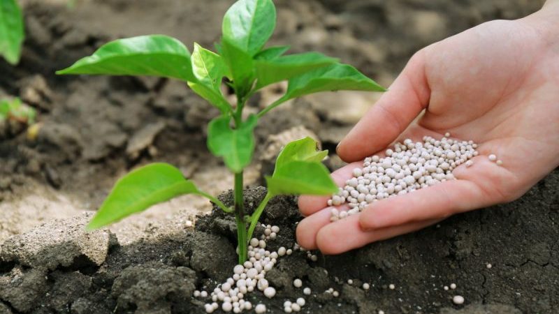 How to feed peppers during flowering and fruiting in a greenhouse to get a record harvest