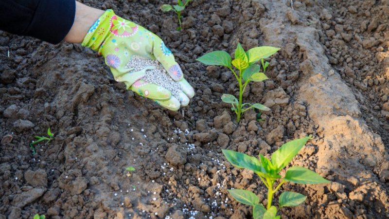 How to feed peppers during flowering and fruiting in a greenhouse to get a record harvest