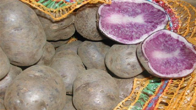 Medium early table potato variety Gourmet purple
