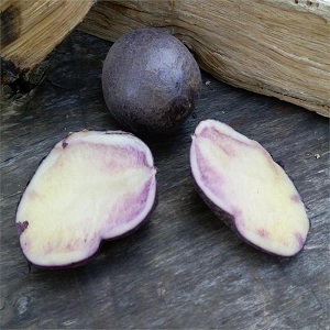 Medium early table potato variety Gourmet purple