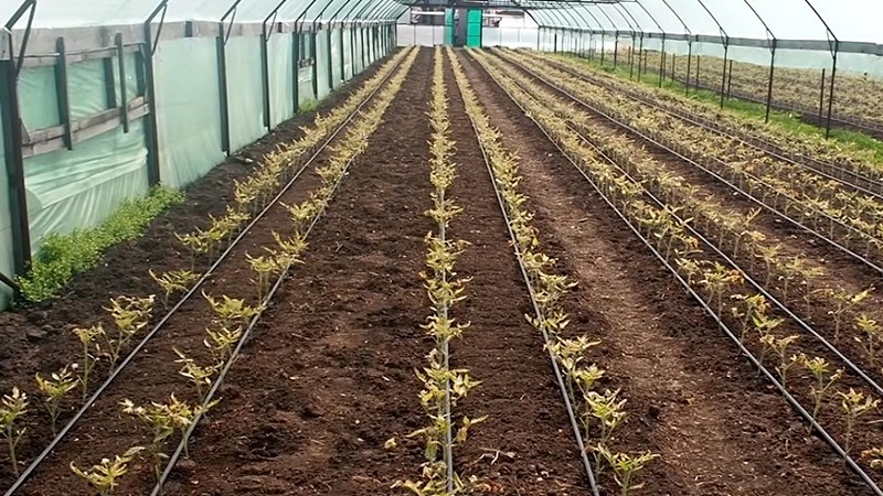 We figure out what to do if the tomatoes burned out in the greenhouse - how to save your crop
