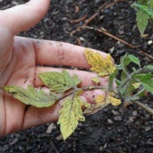 We figure out what to do if the tomatoes burned out in the greenhouse - how to save your crop