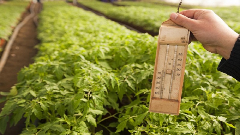 We figure out what to do if the tomatoes burned out in the greenhouse - how to save your crop