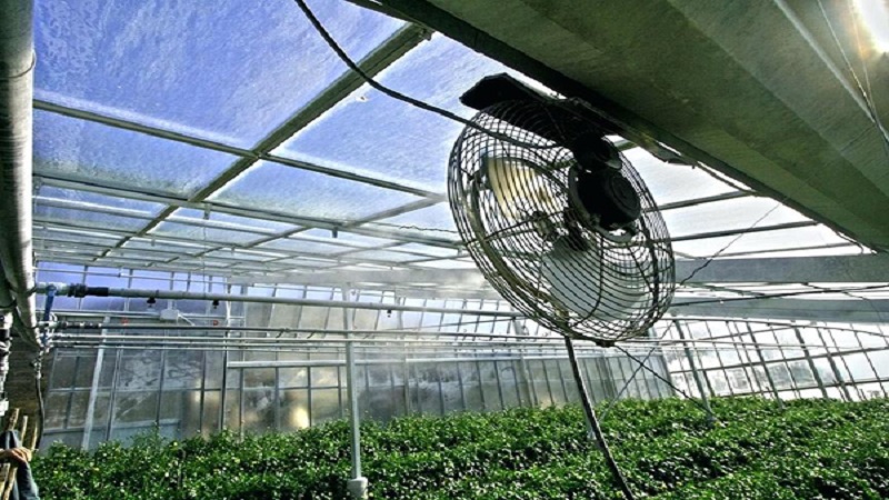 We figure out what to do if the tomatoes burned out in the greenhouse - how to save your crop