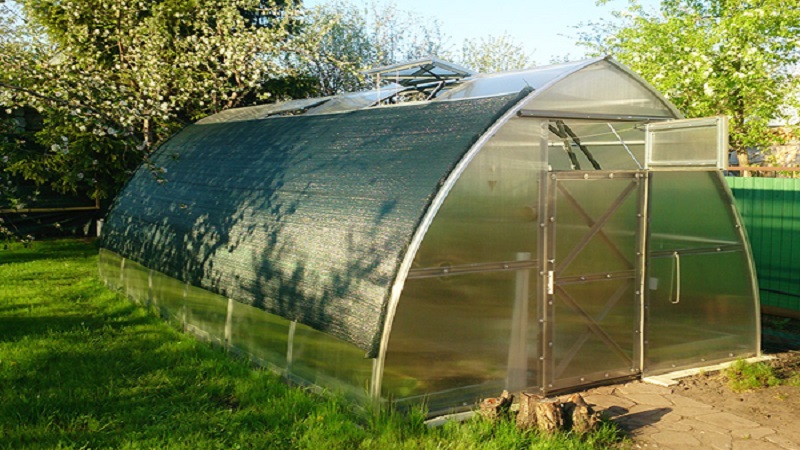 We figure out what to do if the tomatoes burned out in the greenhouse - how to save your crop