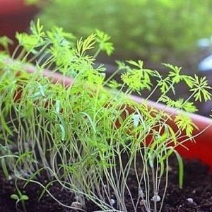 What to do if dill grows poorly and why such a problem could arise