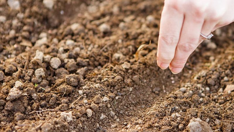 What to do if dill grows poorly and why such a problem could arise