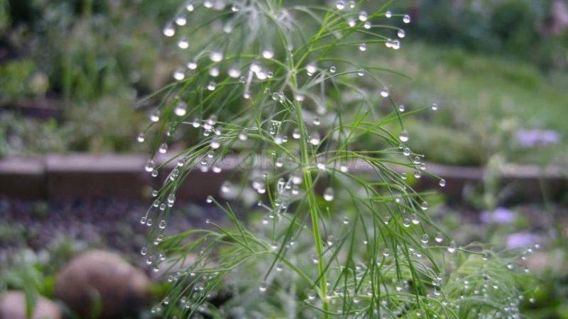 What to do if dill grows poorly and why such a problem could arise