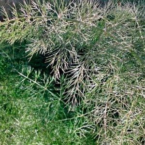 What to do if dill grows poorly and why such a problem could arise