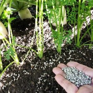 What to do if dill grows poorly and why such a problem could arise