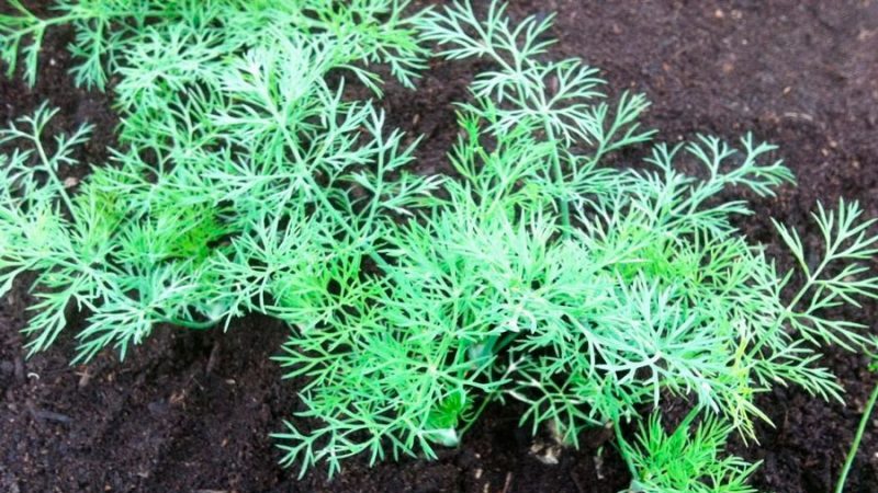 What to do if dill grows poorly and why such a problem could arise