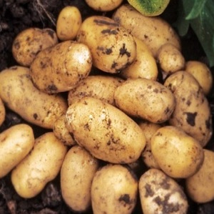 Popular and consistently productive Impala potato variety from Dutch breeders