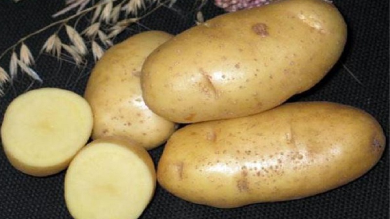 Popular and consistently productive Impala potato variety from Dutch breeders