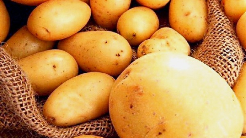Popular and consistently productive Impala potato variety from Dutch breeders