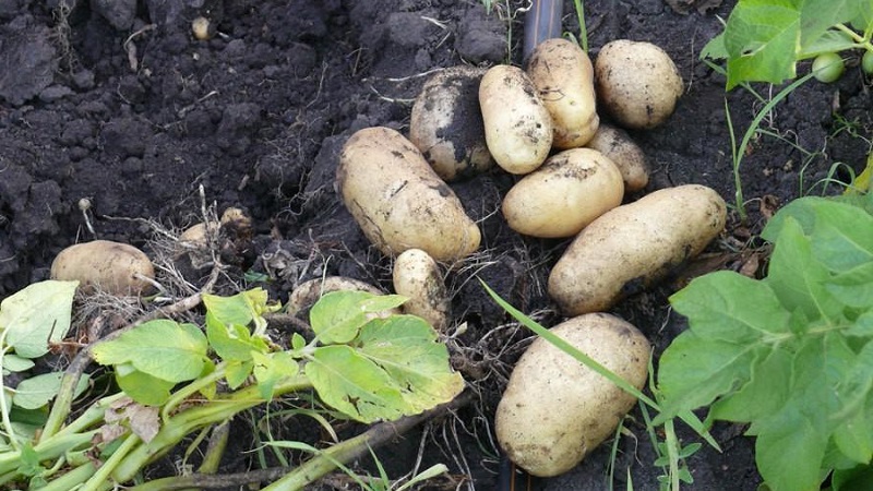 Popular and consistently productive Impala potato variety from Dutch breeders