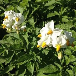 Popular and consistently productive Impala potato variety from Dutch breeders