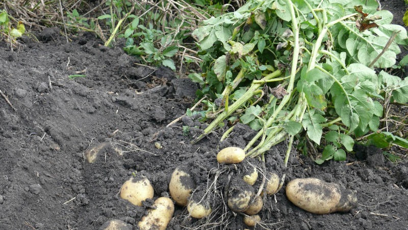 Popular and consistently productive Impala potato variety from Dutch breeders