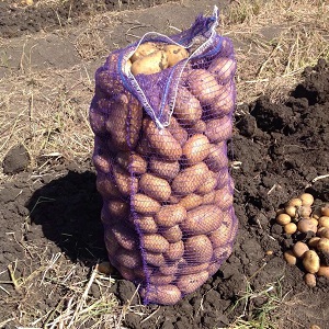 Popular and consistently productive Impala potato variety from Dutch breeders