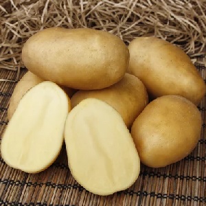 Popular and consistently productive Impala potato variety from Dutch breeders