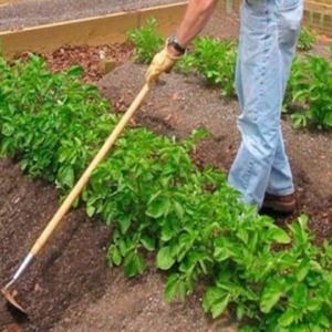 Drought-resistant and unpretentious potato variety Meteor: description and characteristics