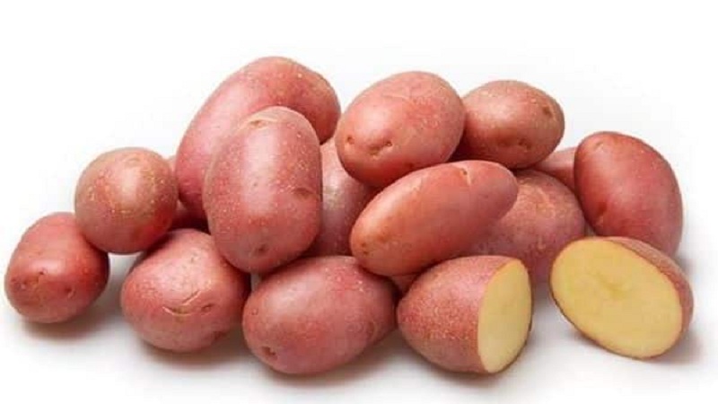 An unpretentious but productive variety of red potatoes Labella