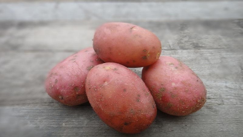 An unpretentious but productive variety of red potatoes Labella