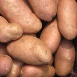 Time-honored and adored by farmers, the legendary American potato variety