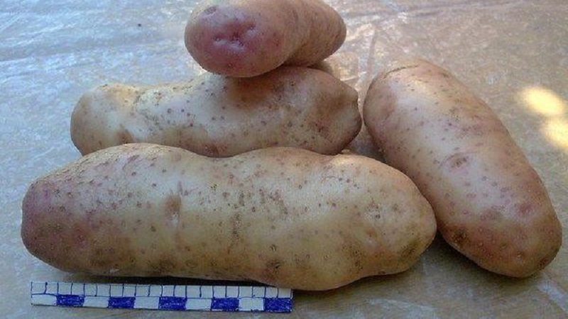 Time-honored and adored by farmers, the legendary American potato variety