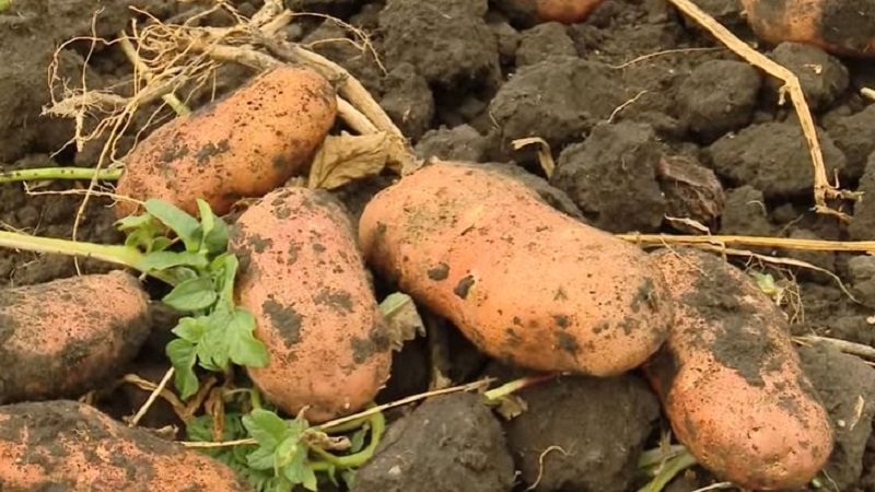 Time-honored and adored by farmers, the legendary American potato variety