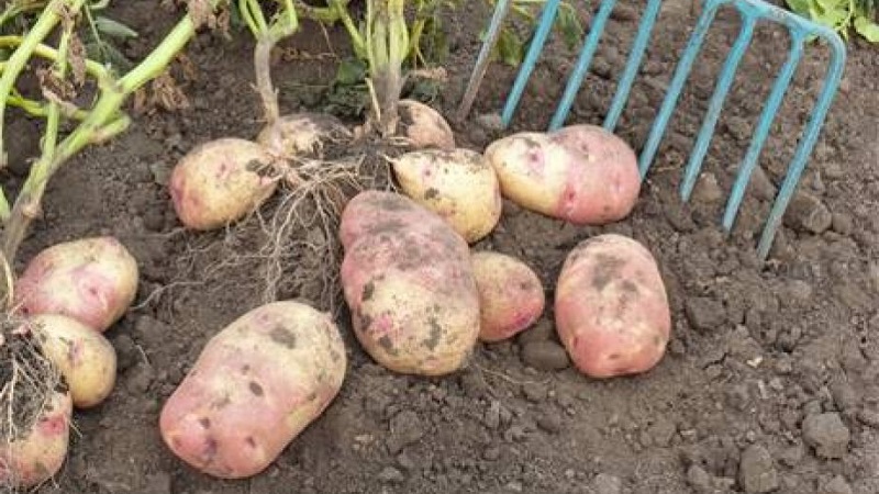 Time-honored and adored by farmers, legendary American potato variety