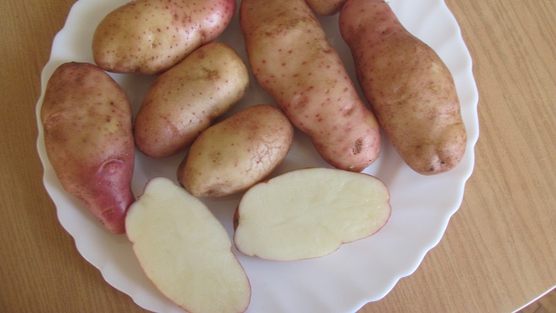 Time-honored and adored by farmers, the legendary American potato variety